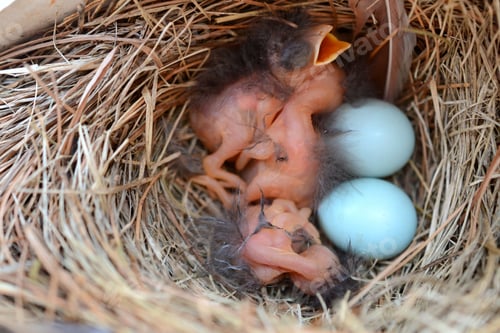 Preview: Baby blue birds in their nest and eggs hatching in the spring or summer. Nature in the spring