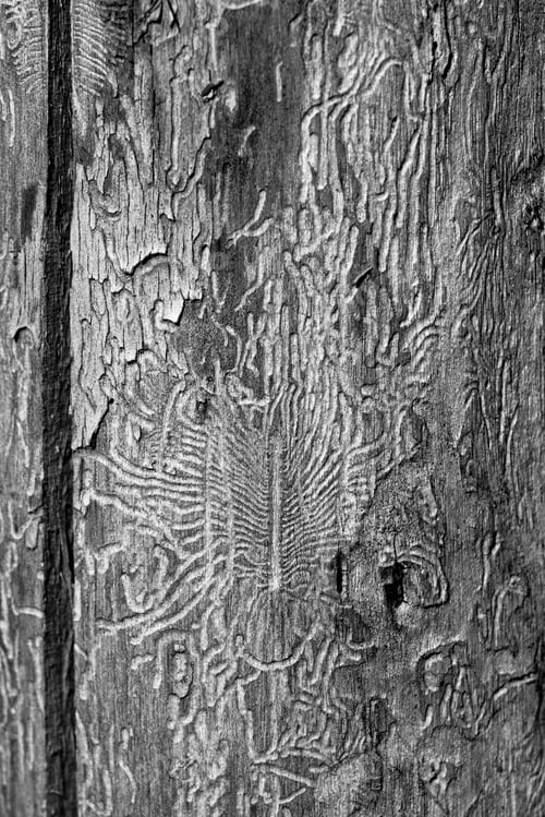 Preview: Drawing on tree