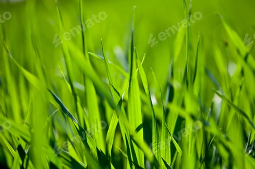 Preview: Field of green grass