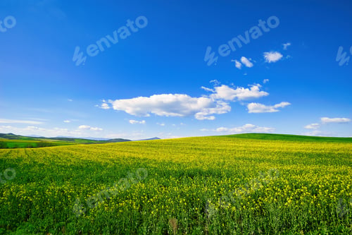 Preview: Blooming canola field. Rape on the field in summer.