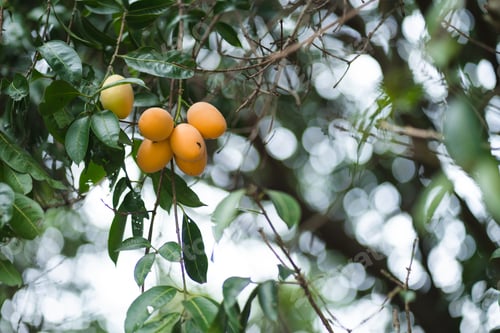 Preview: Thai Plango fruit or Boueaburmanica Griff, Tropical fruit calling Ma Yong Chid in orchard