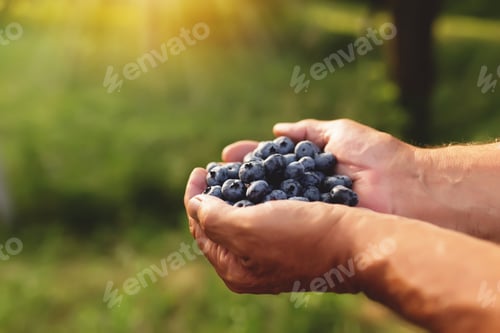Preview: Senior man hands holding heap of fresh cultivated blueberry
