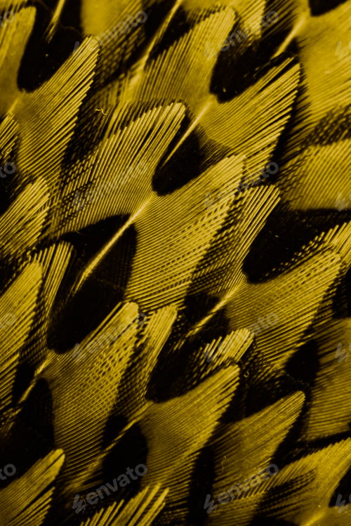 Preview: gold feathers with an interesting pattern . background
