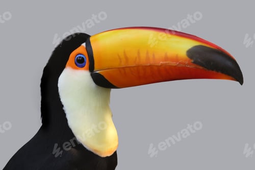Preview: Close up of beautiful Toco Toucan (Ramphastos toco)