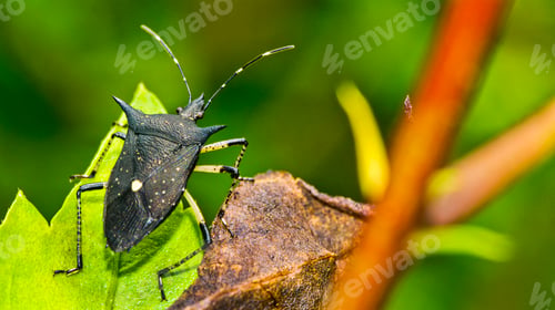 Preview: Shield Bug, Corcovado National Park, Costa Rica