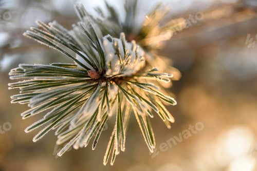 Preview: Close up view to frost covered pine branches