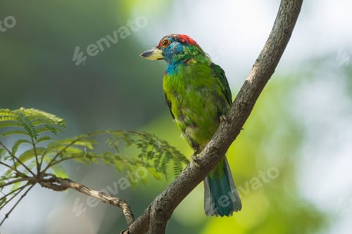 Preview: Colorful Bird in Forest