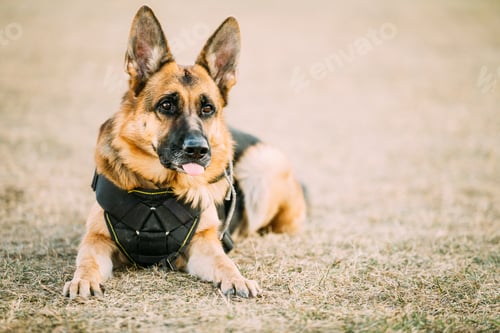 Preview: Brown German Sheepdog Alsatian Wolf Dog Wearing In Special Train