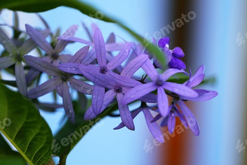 Preview: Purple flower blooming on tree closeup outdoor nature blur backgorund
