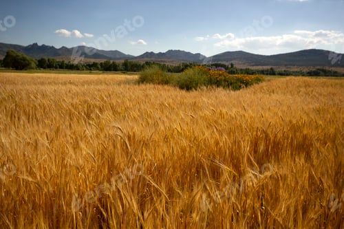 Preview: Farming. Wheat field in summer.