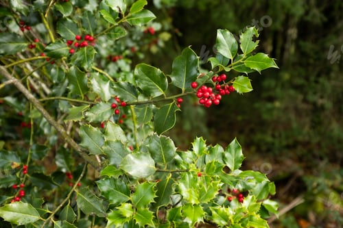 Preview: Holly tree - arbuste de houx - french countryside Mor