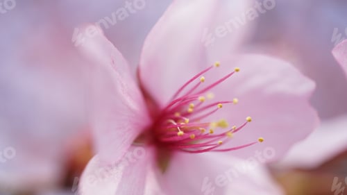 Preview: Closeup shot of a cute pink flower with stamens