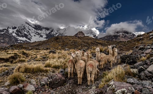Preview: Alpacas in ausangate