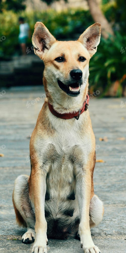Preview: A dog