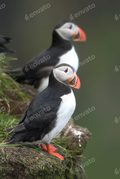 Preview: Atlantic Puffin or Common Puffin, Fratercula arctica, on Mykines, Faroe Islands