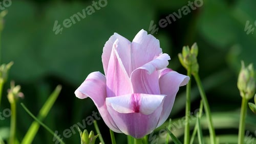Preview: Tulips, petal, lovely, wallpaper, background