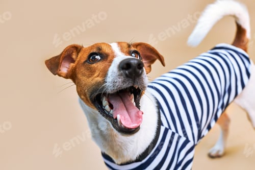 Preview: Cute Jack russel dog dressed in striped t-shirt