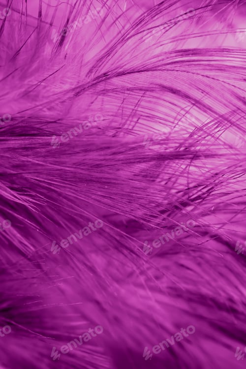 Preview: macro photo of violet hen feathers. background or textura