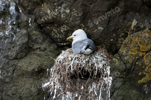 Preview: Seagull in nest on Mykines, Faroe Islands