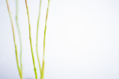 Preview: Green flower stem