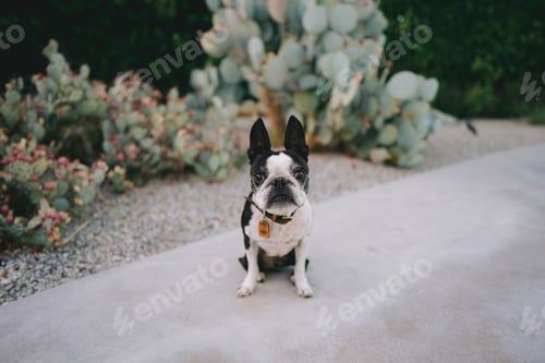 Preview: Cute dog sitting in the sidewalk