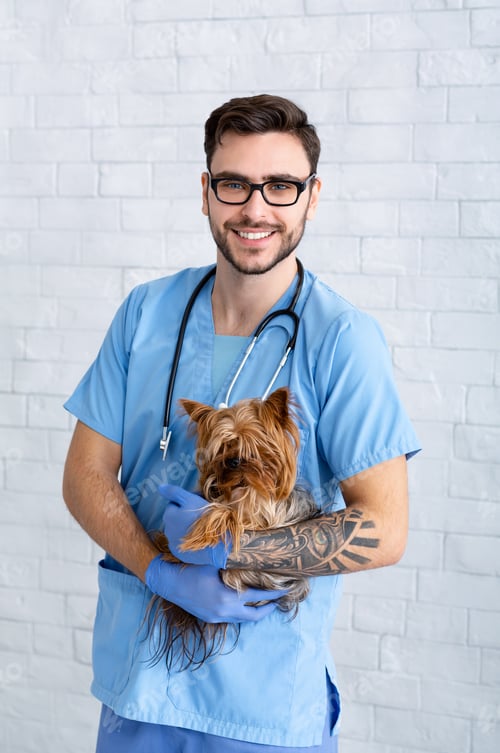 Preview: Portrait of handsome male vet doctor holding adorable Yorkshire terrier in clinic