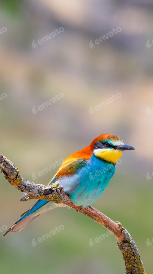 Preview: Bee-eater, Spain