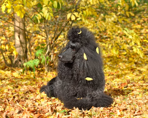Preview: Resting beautiful black poodle