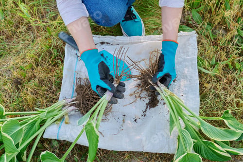 Preview: Close-up of spring dividing and planting bush of hosta plant