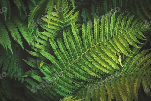 Preview: Full frame shot of green ferns