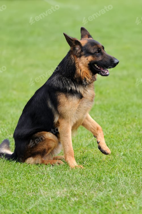 Preview: German Shepherd dog