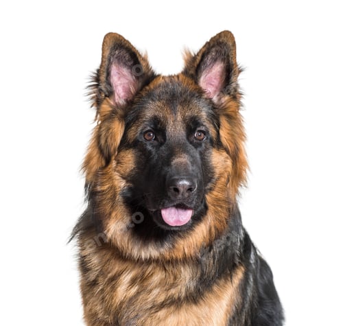 Preview: German Shepherd dog against white background