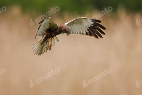 Preview: Marsh harrier soaring through the sky over a barren landscape of dry, brown grass and shrubbery.