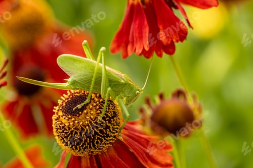 Preview: Large green grasshopper on red helenium flowers in the garden