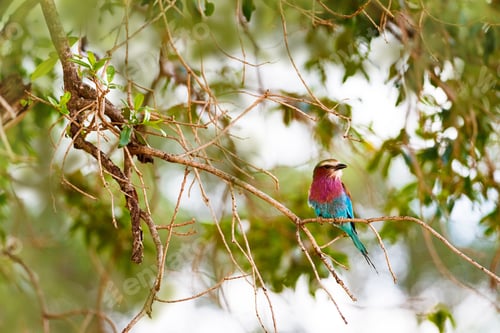 Preview: Lilc Breasted Roller Bird in Tree