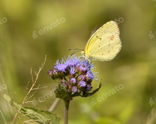 Preview: Close-up of a Little Yellow Sulphur Butterfly perched on a purple flower