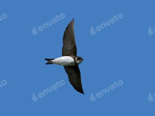 Preview: European sand martin (Riparia riparia)