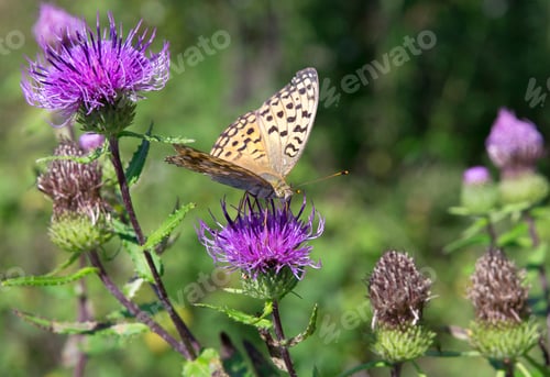 Preview: Monarch butterfly on red flower