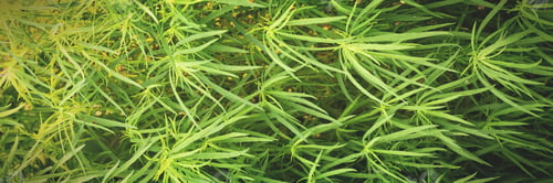 Preview: Natural abstract modern green background. A hedge made of a plant.