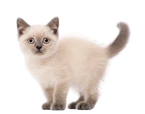 Preview: Portrait of British Shorthair Kitten, 10 weeks old, against white background
