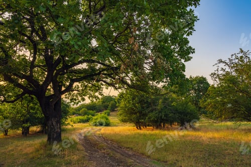 Preview: Dirt road in a forest glade at dawn