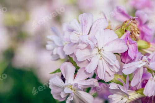 Preview: Beautiful pink flowers.
