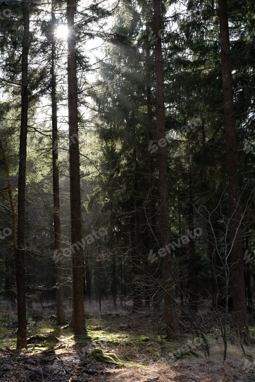 Preview: Vertical shot of green tall trees in a forest on a sunny day