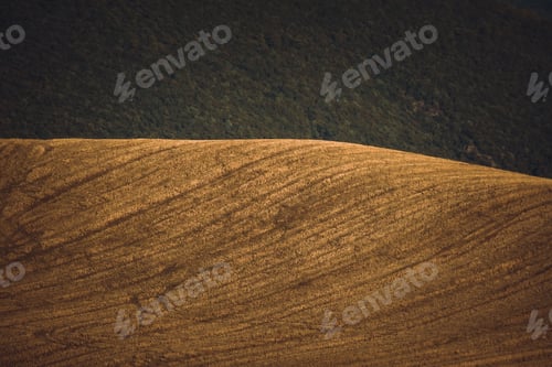 Preview: Scenic view of a yellow field at sunset with a green fields in tge background