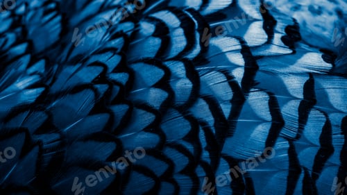 Preview: blue pheasant feathers with a visible texture. background