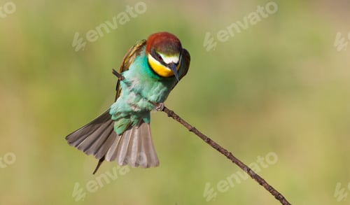 Preview: European bee-eater. The bird sits on a beautiful old branch, spreading its tail feathers