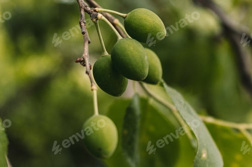 Preview: Cherry plum: green fruit of a tree on a blurry background