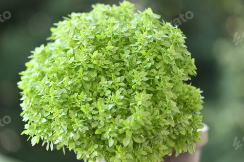 Preview: Close up view of fresh basil plant