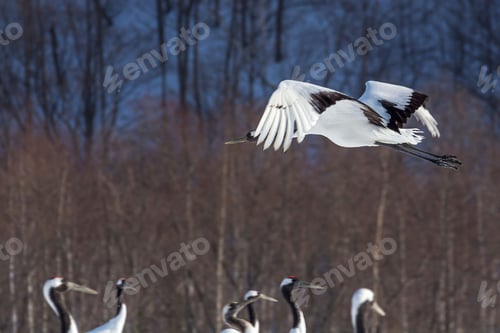 Preview: Scenic view of cranes on a meadow in winter