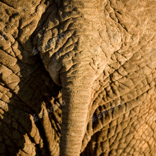 Preview: elephant's skin